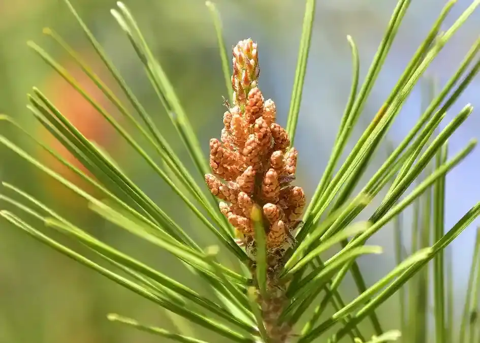 Pinus pinaster