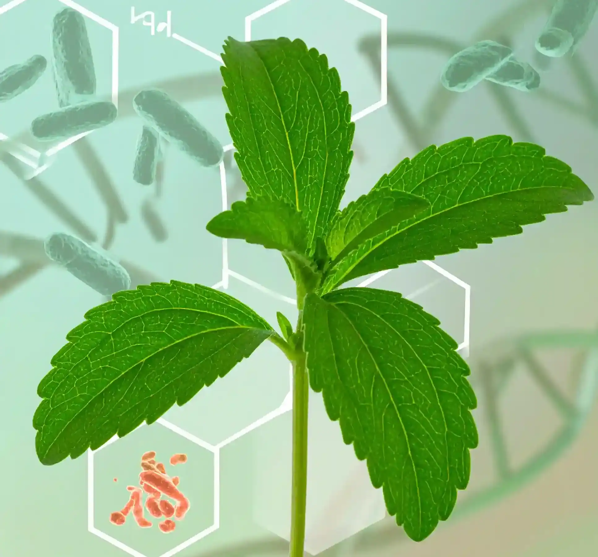 stevia gegen borreliose